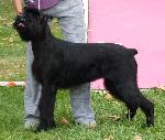 Cães