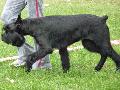 Schnauzer Gigante Preto