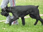 Cães