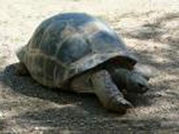Tartaruga Gigante das Galápagos