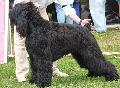 Schnauzer Gigante Preto