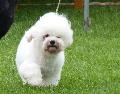 Bichon Frisé