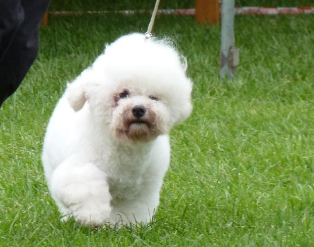 Bichon Frisé