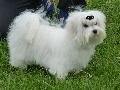 Bichon Maltês