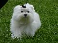 Bichon Maltês