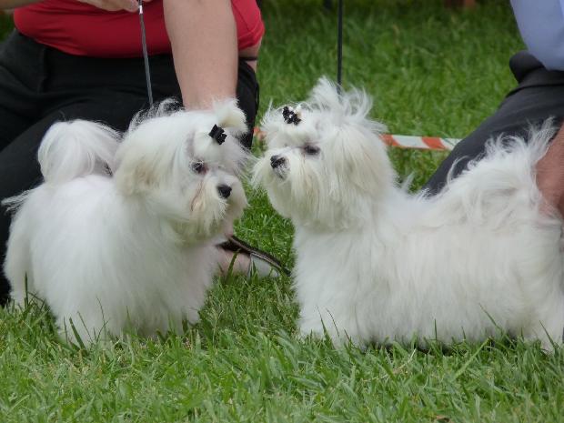 Bichon Maltês