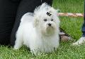 Bichon Maltês