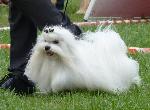 Cães