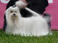 Bichon Maltês
