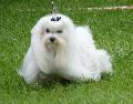 Bichon Maltês