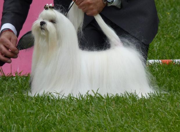 Bichon Maltês