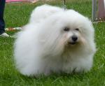 Cães