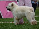 Cães