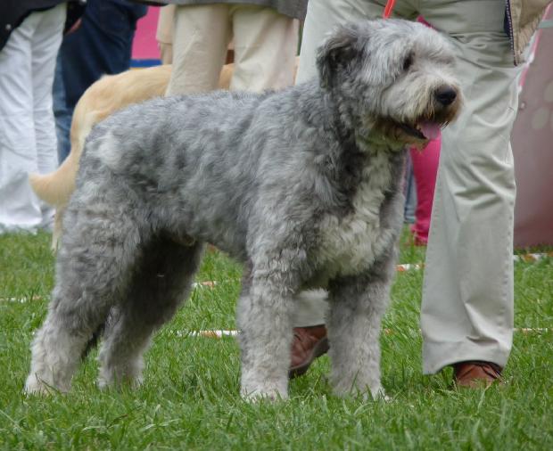 Cão Barbado da Terceira