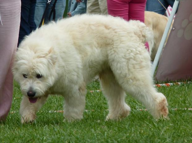 Cão Barbado da Terceira