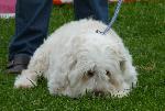 Cães