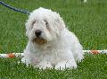 Cão Barbado da Terceira