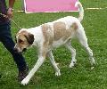 Cão de Gado Transmontano