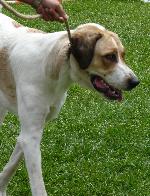 Cães