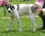 Cães