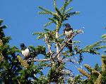 Aves