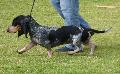 Basset Bleu de Gascogne
