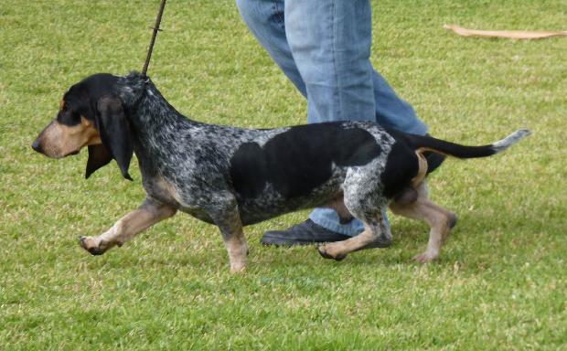 Basset Bleu de Gascogne