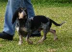 Cães