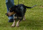 Cães