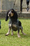 Basset Bleu de Gascogne