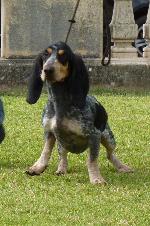 Cães