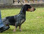 Cães