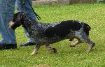 Cães