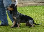Cães