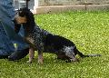 Basset Bleu de Gascogne