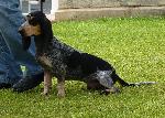 Cães