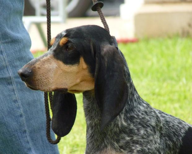 Basset Bleu de Gascogne