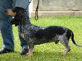Basset Bleu de Gascogne