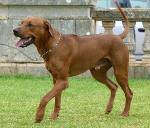 Cães