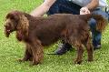 Sussex Spaniel