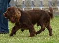Sussex Spaniel
