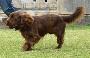 Sussex Spaniel