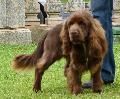 Sussex Spaniel