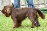 Cães