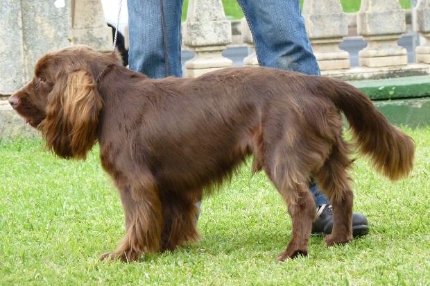 Sussex Spaniel