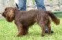 Sussex Spaniel