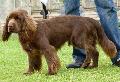 Sussex Spaniel