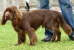 Cães
