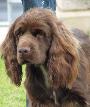 Sussex Spaniel