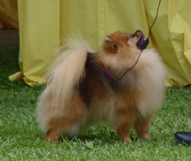 Spitz Alemão Anão